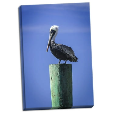 Gango Home Decor Mr. Pelican III by Alan Hausenflock (Ready to Hang); One 24x36in Hand-Stretched Canvas