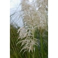 thumbnail image 1 of Gango Home Decor Native Grass II by Erin Berzel (Printed on Paper); One 24x36in Fine Art Paper Giclee Print, 1 of 4