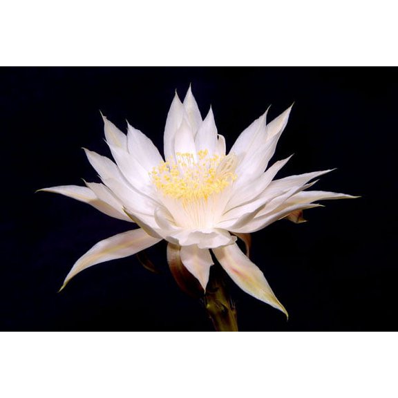Gango Home Decor Night Blooms by Douglas Taylor (Printed on Paper); One 36x24in Fine Art Paper Giclee Print