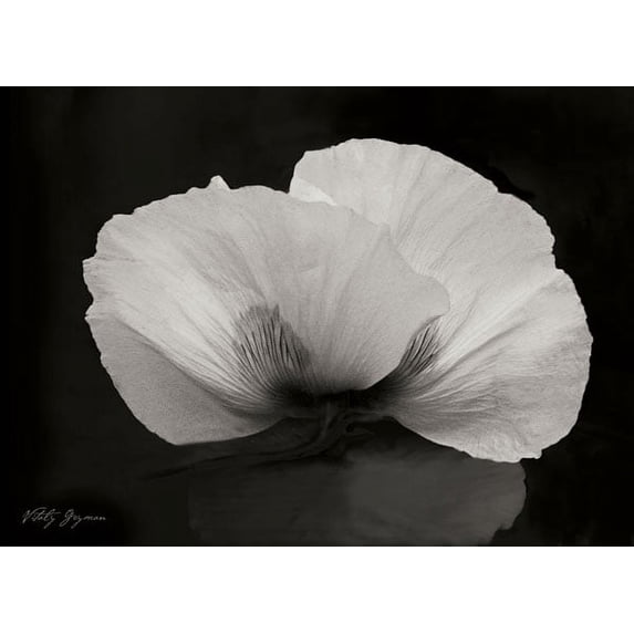 Gango Home Decor Night Poppy II by Vitaly Geyman (Printed on Paper); One 24x18in Fine Art Paper Giclee Print