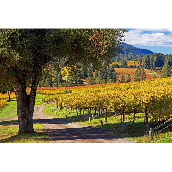 Gango Home Decor Oak & Vine I by Rita Crane (Printed on Paper); One 36x24in Fine Art Paper Giclee Print