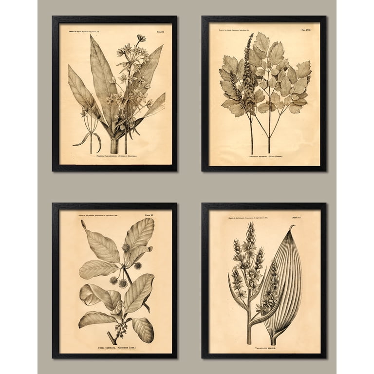 Gango Home Decor Old-Fashioned Plant Botanical Prints; 4 - 8 Gango Home Decor Old-Fashioned Plant Botanical Prints; 4 - 8