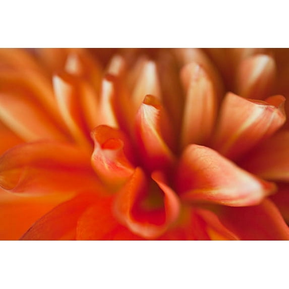 Gango Home Decor Orange Dahlia by Karyn Millet (Printed on Paper); One 36x24in Fine Art Paper Giclee Print