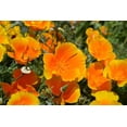 thumbnail image 1 of Gango Home Decor Orange Flowers by Brian Moore (Printed on Paper); One 36x24in Fine Art Paper Giclee Print, 1 of 4