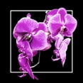 thumbnail image 1 of Gango Home Decor Orchids on Black V by Alan Hausenflock (Printed on Paper); One 24x24in Fine Art Paper Giclee Print, 1 of 1