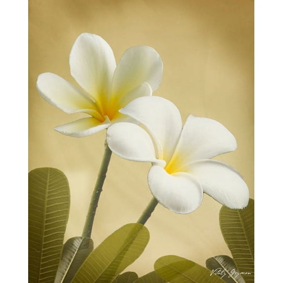 Gango Home Decor Oriental Plumeria II by Vitaly Geyman (Printed on Paper); One 22x28in Fine Art Paper Giclee Print