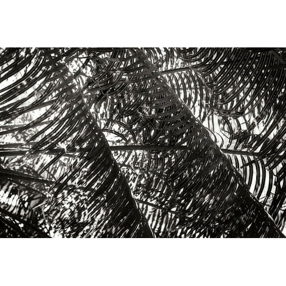 Gango Home Decor Palm in the Light by Alan Hausenflock (Printed on Paper); One 36x24in Fine Art Paper Giclee Print