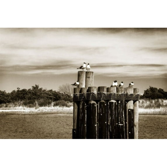 Gango Home Decor Pamlico Gulls II by Alan Hausenflock (Printed on Paper); One 36x24in Fine Art Paper Giclee Print