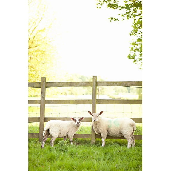 Gango Home Decor Pasture Sheep I by Karyn Millet (Printed on Paper); One 24x36in Fine Art Paper Giclee Print