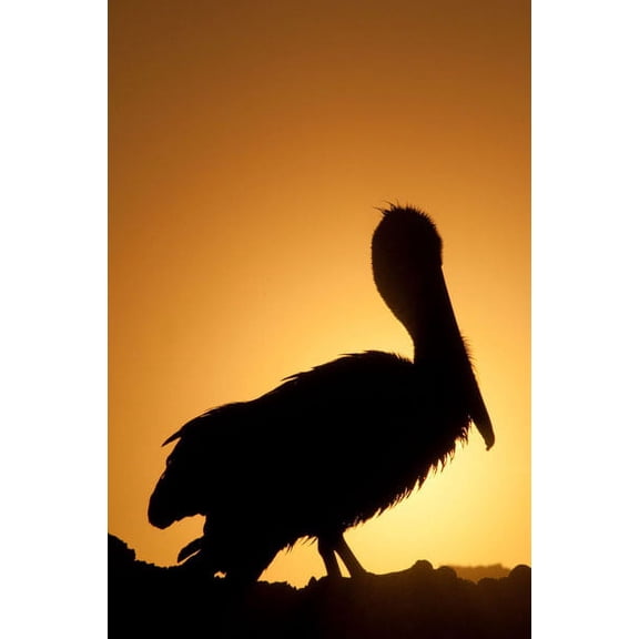 Gango Home Decor Pelican Silhouette II by Erin Berzel (Printed on Paper); One 24x36in Fine Art Paper Giclee Print