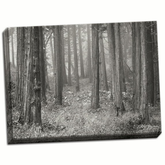 Gango Home Decor Pine Tree Grove 2 B&W by Vitaly Geyman (Ready to Hang); One 24x18in Hand-Stretched Canvas