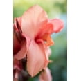 thumbnail image 1 of Gango Home Decor Pink Bloom II by Erin Berzel (Printed on Paper); One 24x36in Fine Art Paper Giclee Print, 1 of 4