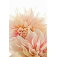 thumbnail image 1 of Gango Home Decor Pink Dahlia II by Karyn Millet (Printed on Paper); One 24x36in Fine Art Paper Giclee Print, 1 of 4