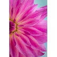 thumbnail image 1 of Gango Home Decor Pink Dahlia II by Kathy Mahan (Printed on Paper); One 24x36in Fine Art Paper Giclee Print, 1 of 1