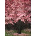 thumbnail image 1 of Gango Home Decor Pink Dogwood III by Vitaly Geyman (Printed on Paper); One 18x24in Fine Art Paper Giclee Print, 1 of 4