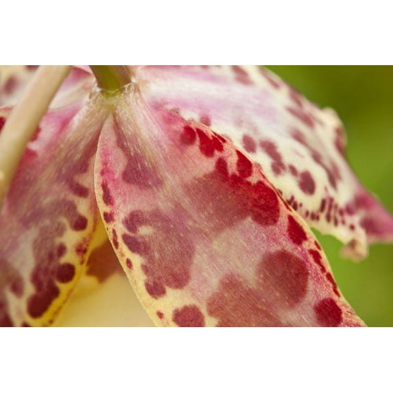 Gango Home Decor Pink Mist by Dana Styber (Printed on Paper); One 36x24in Fine Art Paper Giclee Print