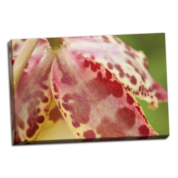 Gango Home Decor Pink Mist by Dana Styber (Ready to Hang); One 36x24in Hand-Stretched Canvas