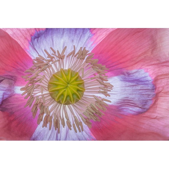 Gango Home Decor Pink Poppy II by Kathy Mahan (Printed on Paper); One 36x24in Fine Art Paper Giclee Print