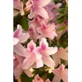 thumbnail image 1 of Gango Home Decor Pink Rhody II by Karyn Millet (Printed on Paper); One 24x36in Fine Art Paper Giclee Print, 1 of 4