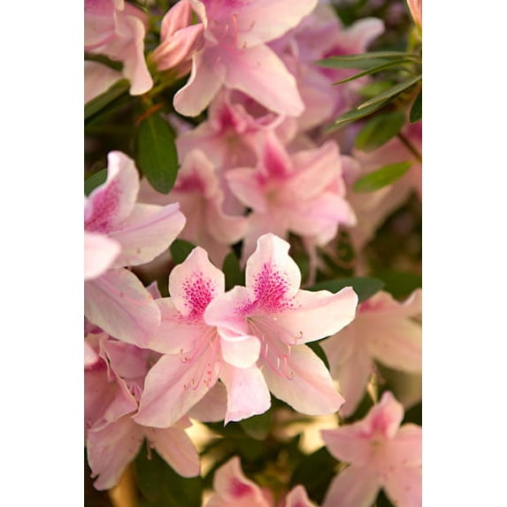 Gango Home Decor Pink Rhody II by Karyn Millet (Printed on Paper); One 24x36in Fine Art Paper Giclee Print