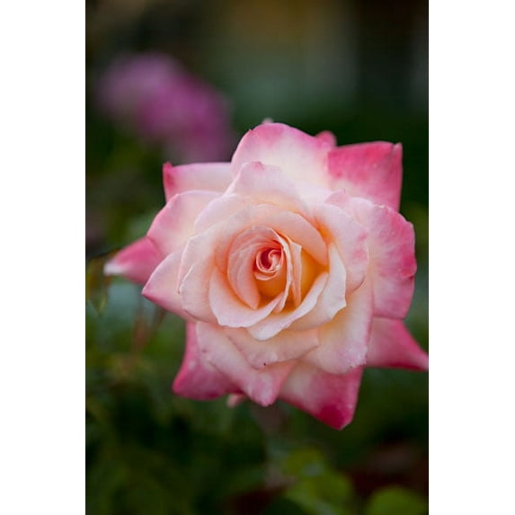 Gango Home Decor Pink Rose by Karyn Millet (Printed on Paper); One 24x36in Fine Art Paper Giclee Print