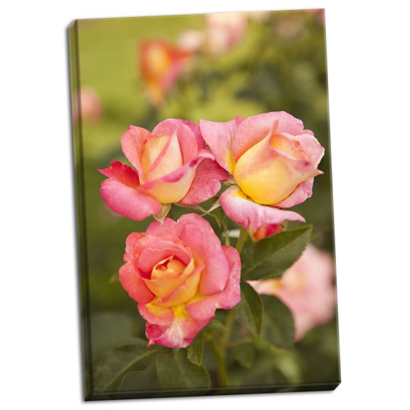 Gango Home Decor Pink Roses II by Karyn Millet (Ready to Hang); One 24x36in Hand-Stretched Canvas