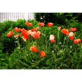 thumbnail image 1 of Gango Home Decor Poppies I by Alan Hausenflock (Printed on Paper); One 36x24in Fine Art Paper Giclee Print, 1 of 4