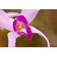 thumbnail image 1 of Gango Home Decor Purple Glory by Dana Styber (Printed on Paper); One 36x24in Fine Art Paper Giclee Print, 1 of 4