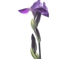 thumbnail image 1 of Gango Home Decor Purple Iris I by Monika Burkhart (Printed on Paper); One 24x36in Fine Art Paper Giclee Print, 1 of 4