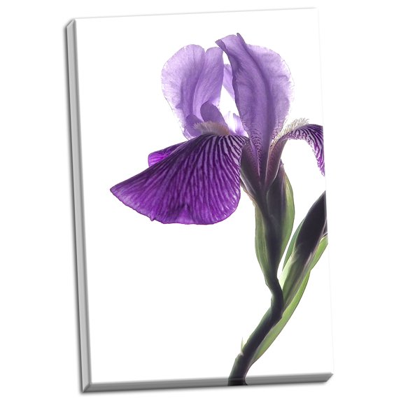 Gango Home Decor Purple Iris II by Monika Burkhart (Ready to Hang); One 24x36in Hand-Stretched Canvas