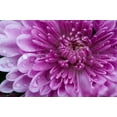 thumbnail image 1 of Gango Home Decor Purple Mum I by Erin Berzel (Printed on Paper); One 36x24in Fine Art Paper Giclee Print, 1 of 1