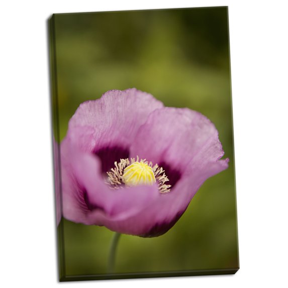 Gango Home Decor Purple Poppy I by Karyn Millet (Ready to Hang); One 24x36in Hand-Stretched Canvas