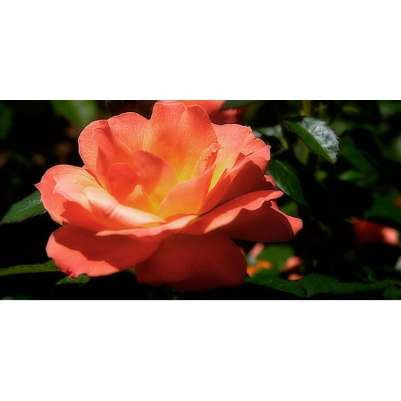 Gango Home Decor Queen of Flowers II by Alan Hausenflock (Printed on Paper); One 36x18in Fine Art Paper Giclee Print