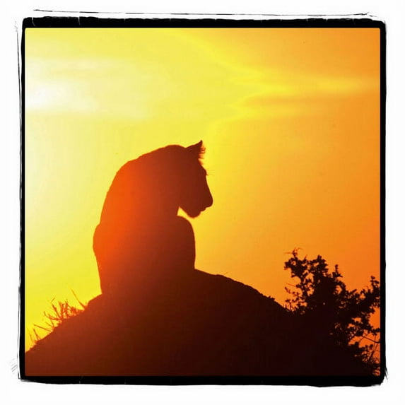 Gango Home Decor Radiant Africa 4 by Susann Parker (Printed on Paper); One 24x24in Fine Art Paper Giclee Print