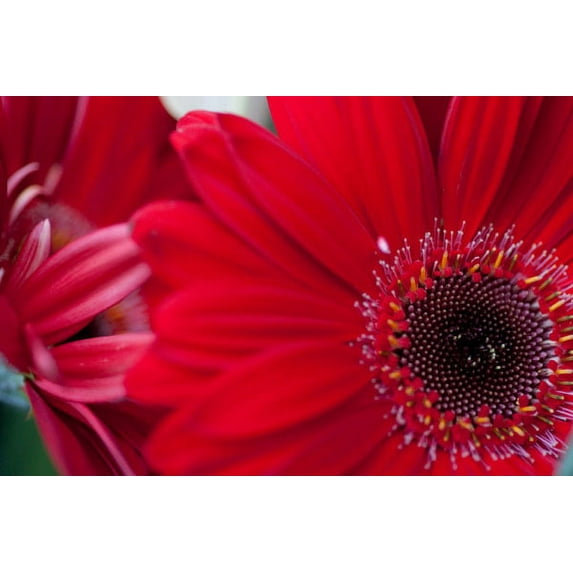 Gango Home Decor Red Gerbera Close-up by Erin Berzel (Printed on Paper); One 36x24in Fine Art Paper Giclee Print