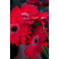 thumbnail image 1 of Gango Home Decor Red Gerbera Daisies 1 by Erin Berzel (Printed on Paper); One 24x36in Fine Art Paper Giclee Print, 1 of 4