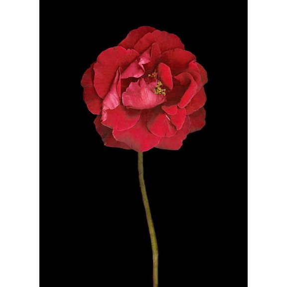 Gango Home Decor Red Rose II by Vitaly Geyman (Printed on Paper); One 18x24in Fine Art Paper Giclee Print