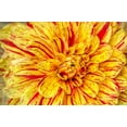 thumbnail image 1 of Gango Home Decor Red Striped Dahlia by George Johnson (Printed on Paper); One 36x24in Fine Art Paper Giclee Print, 1 of 4