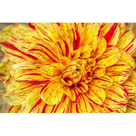 Gango Home Decor Red Striped Dahlia by George Johnson (Printed on Paper); One 36x24in Fine Art Paper Giclee Print