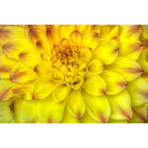 Gango Home Decor Red Tip Dahlia's by George Johnson (Printed on Paper); One 36x24in Fine Art Paper Giclee Print