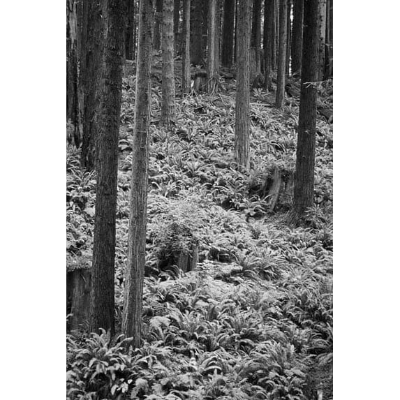 Gango Home Decor Redwood Path III by Vitaly Geyman (Printed on Paper); One 24x36in Fine Art Paper Giclee Print
