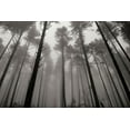 thumbnail image 1 of Gango Home Decor Redwoods II by Brian Moore (Printed on Paper); One 36x24in Fine Art Paper Giclee Print, 1 of 4