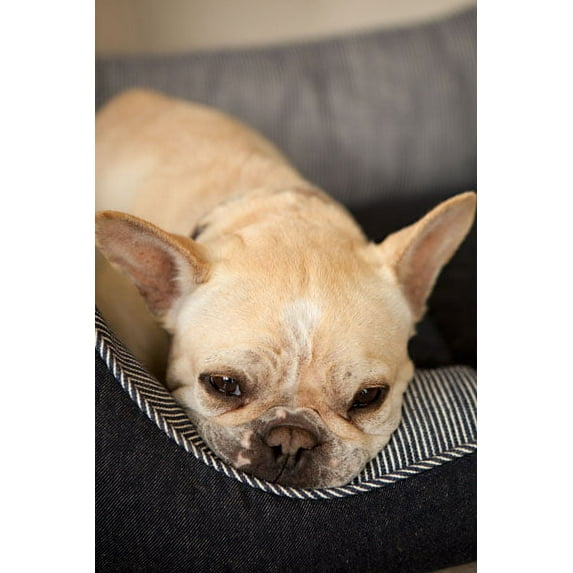 Gango Home Decor Resting II by Karyn Millet (Printed on Paper); One 24x36in Fine Art Paper Giclee Print