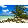 thumbnail image 1 of Gango Home Decor Sand Dollar Beach by Larry Malvin (Printed on Paper); One 36x24in Fine Art Paper Giclee Print, 1 of 4