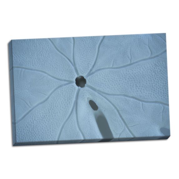 Gango Home Decor Sand Dollar II by Karyn Millet (Ready to Hang); One 36x24in Hand-Stretched Canvas