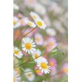 thumbnail image 1 of Gango Home Decor Santa Barbara Daisies II by Kathy Mahan (Printed on Paper); One 24x36in Fine Art Paper Giclee Print, 1 of 4