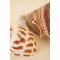 thumbnail image 1 of Gango Home Decor Sea Shells II by Karyn Millet (Printed on Paper); One 24x36in Fine Art Paper Giclee Print, 1 of 4