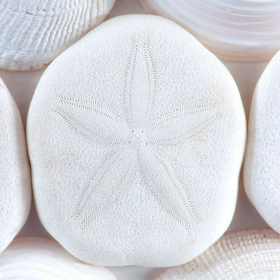 Gango Home Decor Seashells I by Kathy Mahan (Printed on Paper); One 24x24in Fine Art Paper Giclee Print