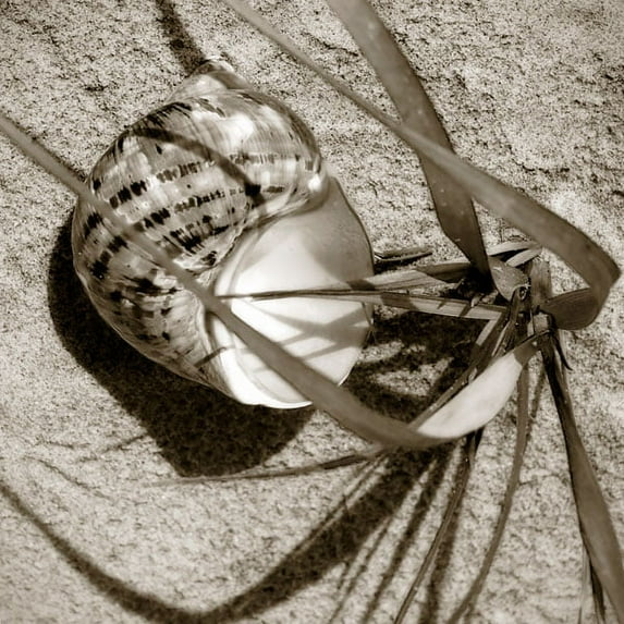 Gango Home Decor Seashells III by Alan Hausenflock (Printed on Paper); One 24x24in Fine Art Paper Giclee Print