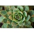thumbnail image 1 of Gango Home Decor Sempervivum Rupicolum II by Erin Berzel (Printed on Paper); One 36x24in Fine Art Paper Giclee Print, 1 of 4
